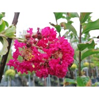 Myrta krepová ?ervená - Lagerstroemia indica ´Durant Red´ - 180/220cm