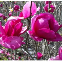 Magnolia 'Cleopatra' - 100/120/140cm