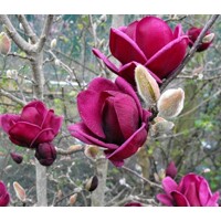 Magnolia 'Genie' -120/140cm