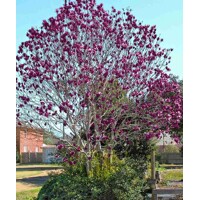 Magnolia 'Genie' -120/140cm