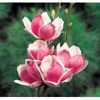 Magnolia 'Satisfaction' - 120/140cm