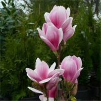 Magnolia 'Satisfaction' - 120/140cm