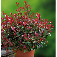 ?ervienka, Fotínia TRPASLI?IA - Photinia fraseri ´Little Red Robin´ - 40/50/60cm