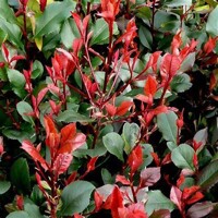 ?ervienka, Fotínia TRPASLI?IA - Photinia fraseri ´Little Red Robin´ - 40/50/60cm