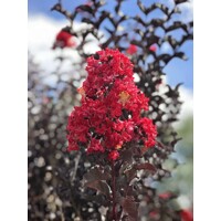 Myrta krepová - Lagerstroemia indica ´Enduring Summer Red´ - na 90cm kmeni (strom?ek)