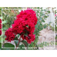 Myrta krepová - Lagerstroemia indica ´Enduring Summer Red´ - 50/90cm