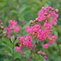 Myrta krepová ružová- Lagerstroemia indica ´Ružová´ - 90/110cm