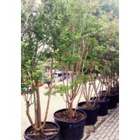 Myrta krepová - Lagerstroemia indica ´Rose´- viackme? - 330/350cm