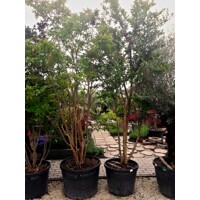 Myrta krepová - Lagerstroemia indica ´Rose´- viackme? - 330/350cm