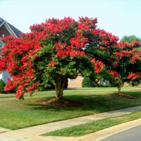 Myrta krepová - Lagerstroemia indica ´Dynamite´ - viackme? - 200/250cm