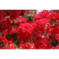 Myrta krepová - Lagerstroemia indica ´Dynamite´ - viackme? - 200/250cm