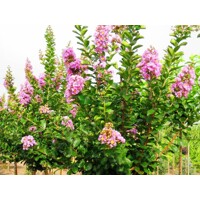 Myrta krepová fialová - Lagerstroemia indica ´Superviolacea´ - 120/150cm
