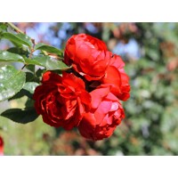 Ruža popínavá - ?ervená - Rosa ´FLORENTINA´ - 140/200cm