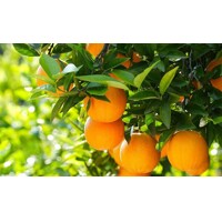 Pomaran?ovník - CITRUS X SINENSIS - na 1/4 kmeni