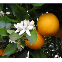 Pomaran?ovník - CITRUS X SINENSIS - na 1/4 kmeni