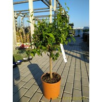 Pomaran?ovník - CITRUS X SINENSIS - na 1/4 kmeni