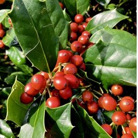CEZMÍNA - ILEX X NELLIE R. STEVENS - 50/70cm