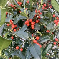 CEZMÍNA - ILEX X NELLIE R. STEVENS - 50/70cm