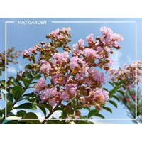 Myrta krepová NÍZKORASTÚCA ODRODA ružová- Lagerstroemia indica ´Petite Pink´- 50/70cm