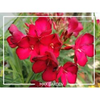 Oleander oby?ajný  - Nerium oleander Red - 40/60cm