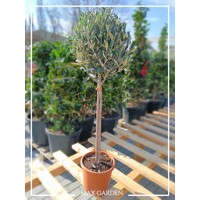 Olivovník európsky - Olea europaea - na 50/60cm kmeni