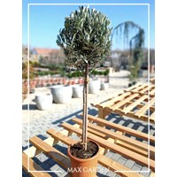 Olivovník európsky - Olea europaea - na 50/60cm kmeni