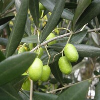 Olivovník európsky - Olea europaea - na 50/60cm kmeni