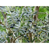 Olivovník európsky - Olea europaea - na 50/60cm kmeni
