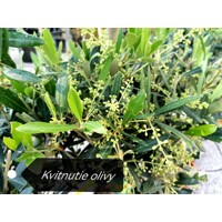 Olivovník európsky - Olea europaea - na 50/60cm kmeni