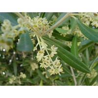 Olivovník európsky - Olea europaea - na 50/60cm kmeni