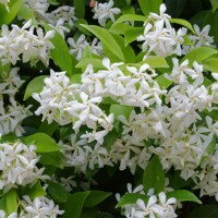 Jasmínovník vonný  - Rhyncospermum Jasminoides -200/250cm