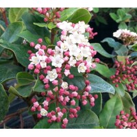 Kalina vavrinolistá - Viburnum tinus ´Eve Price´ - na 50cm kmeni