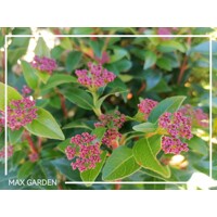 Kalina vavrinolistá - Viburnum tinus ´Eve Price´ - na 50cm kmeni