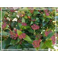 Kalina vavrinolistá - Viburnum tinus ´Eve Price´ - na 50cm kmeni