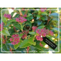 Kalina vavrinolistá - Viburnum tinus ´Eve Price´ - na 50cm kmeni