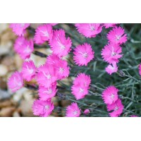 Dianthus gratianopolitanus 'Pink Jewel'