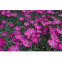 Dianthus gratianopolitanus 'Pink Jewel'