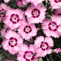 Dianthus plumarius ´Dixie Red Rose Bicolor'