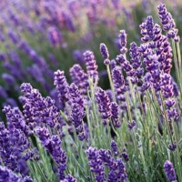 Levandu?a úzkolistá TRPASLI?IA odroda -  Lavandula angustifolia 'Blue Scent Early'