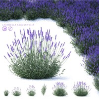 Levandu?a úzkolistá TRPASLI?IA odroda -  Lavandula angustifolia 'Blue Scent Early'