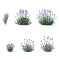 Levandu?a úzkolistá TRPASLI?IA odroda -  Lavandula angustifolia 'Blue Scent Early'
