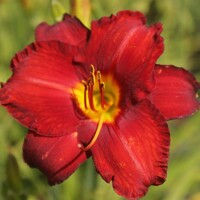 Hemerocallis ´Signal´