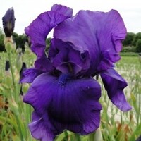 Iris germanica ´Matinata´