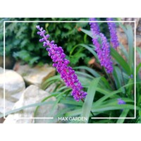 Liriope muscari ´Royal Purple´