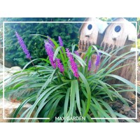 Liriope muscari ´Royal Purple´