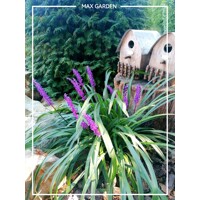 Liriope muscari ´Royal Purple´