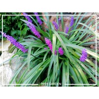 Liriope muscari ´Royal Purple´