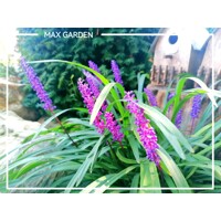 Liriope muscari ´Royal Purple´