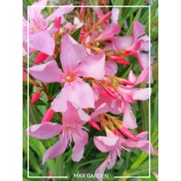 Oleander oby?ajný  - Nerium oleander - Bledo ružová -90/100cm