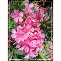 Oleander oby?ajný  - Nerium oleander - Bledo ružová -90/100cm